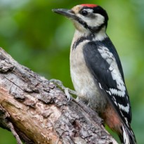 ACN start met cursus Flora en Fauna